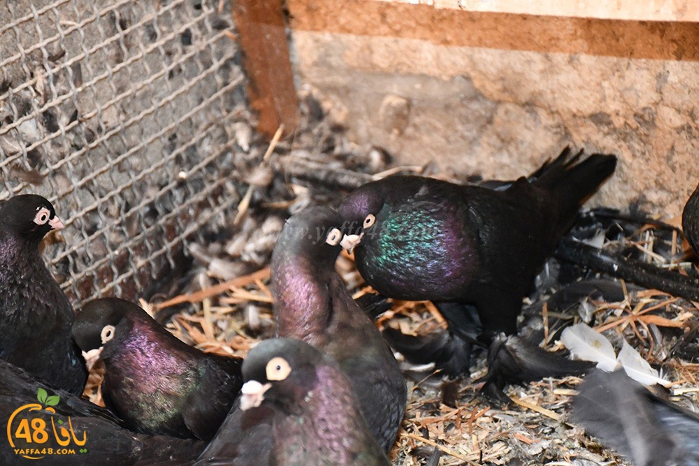 zohdi 3ashoor (28).jpeg